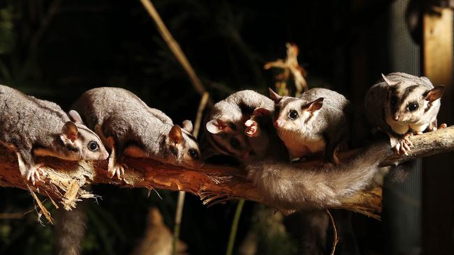sugar glider kaufen